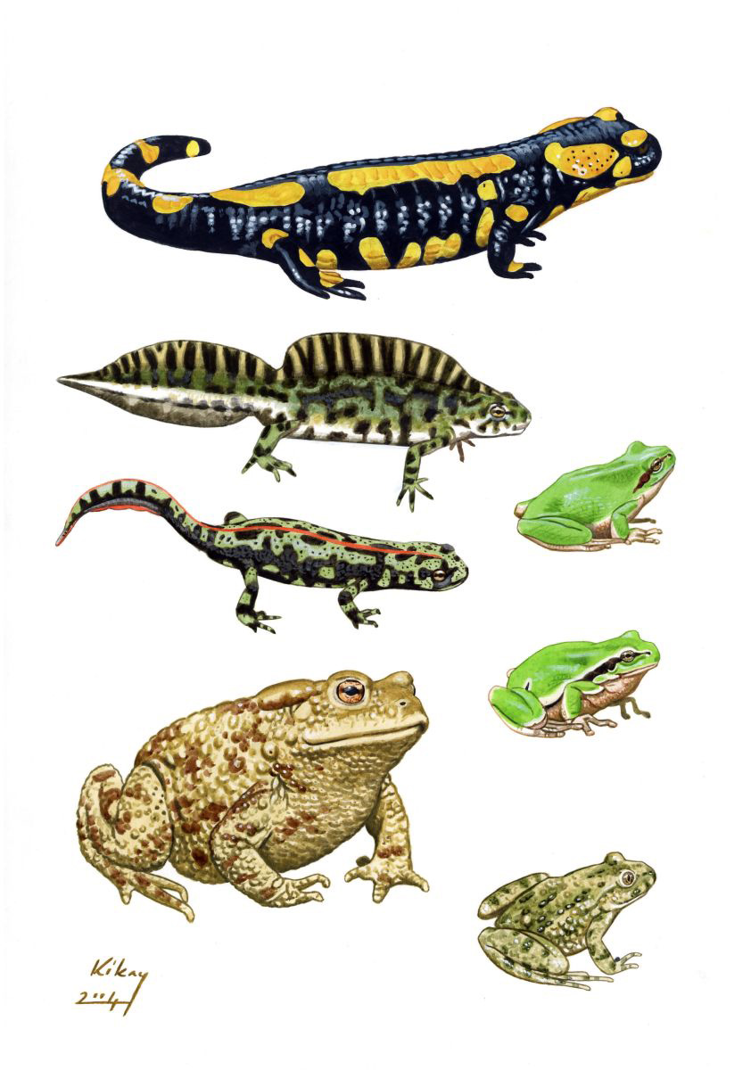 Foltos szalamandra (Salamandra salamandra), márványos gőte (Triturus marmoratus), levelibékák (Hyla spp.) és barna varangy (Bufo bufo), akril papíron