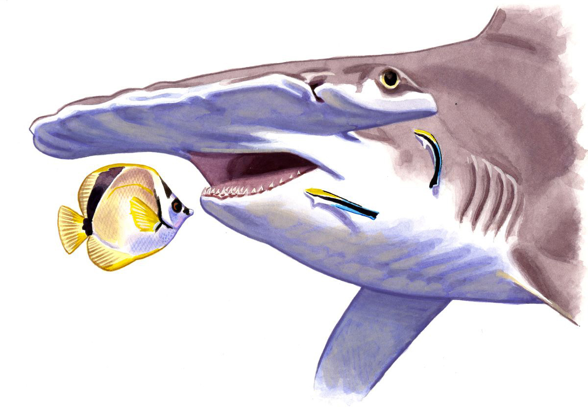 Great Hammerhead (Sphyrna mokarran), watercolour and bodycolour on paper