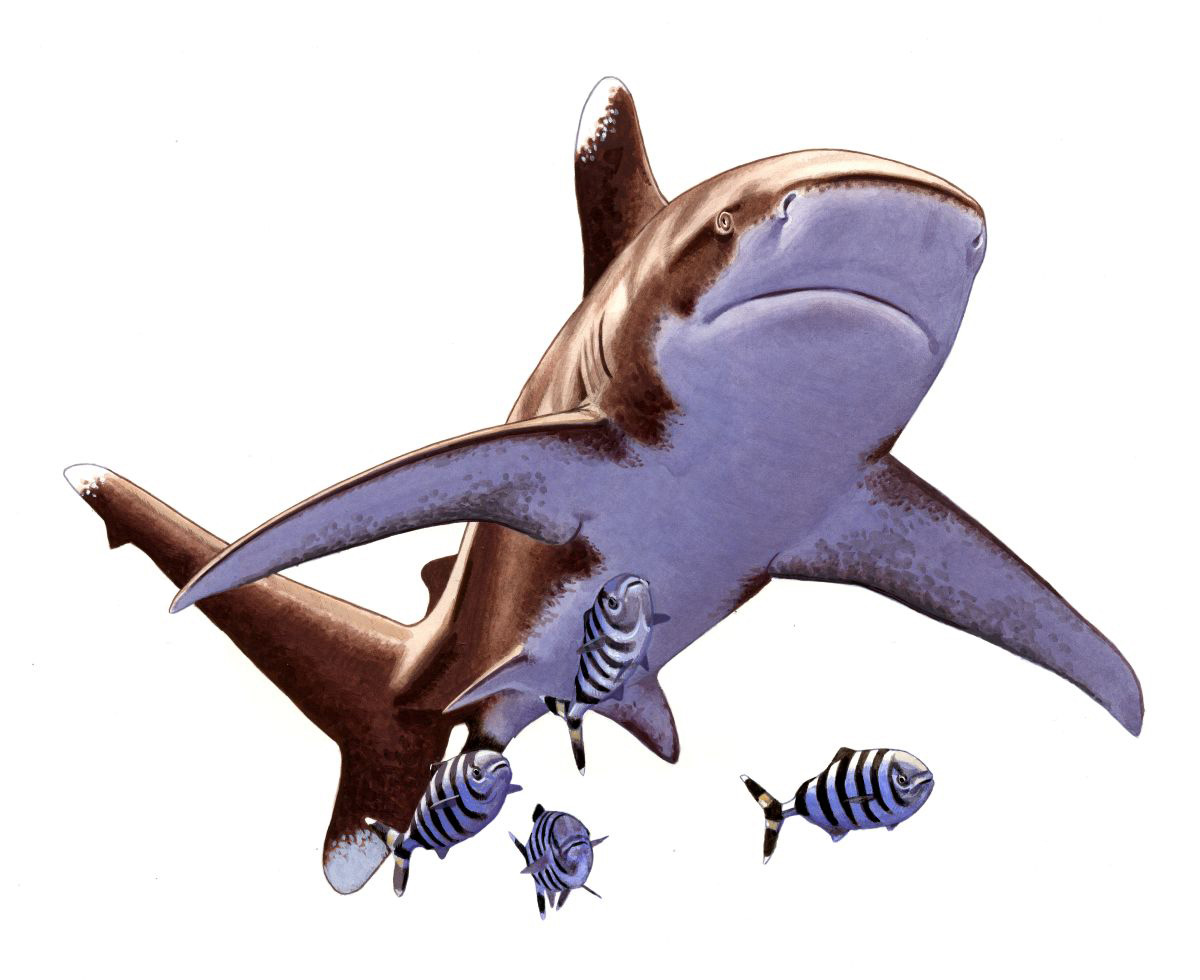 Óceáni fehérfoltú cápa (Carcharhinus longimanus), akvarell és gouache papíron