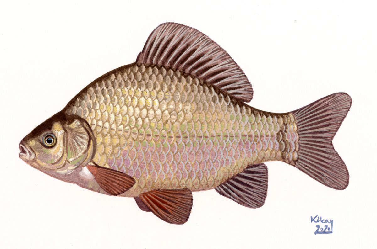 Crucian carp (Carassius carassius), watercolour and bodycolour on paper