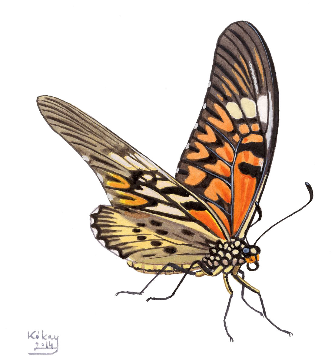 Afrikai óriás fecskefarkú (Papilio antimachus), akvarell és gouache papíron