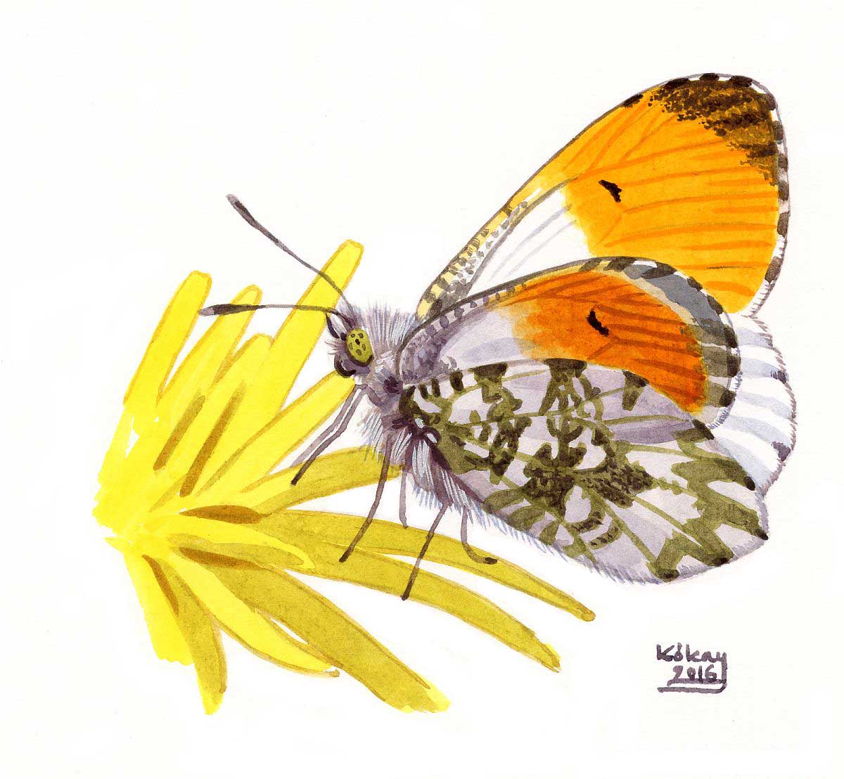 Orange-tip (Anthocharis cardamines), watercolour and bodycolour on paper