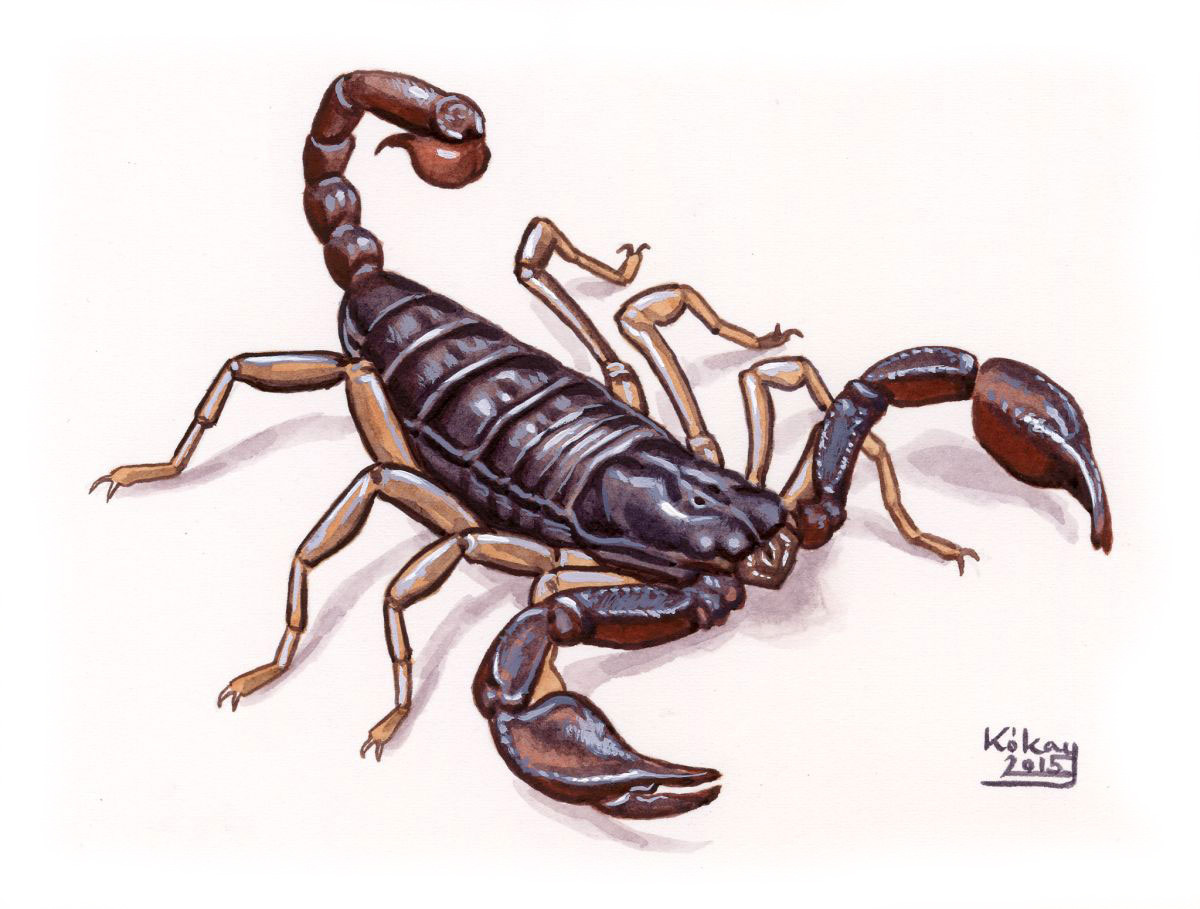Scorpion (Euscorpius gamma), watercolour and bodycolour on paper