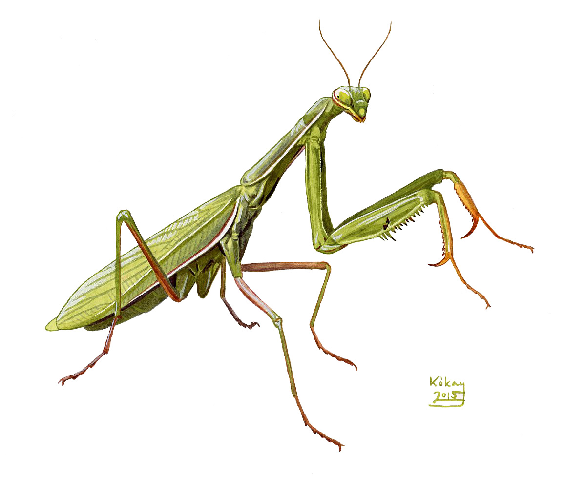 Praying Mantis (Mantis religiosa), watercolour and bodycolour on paper