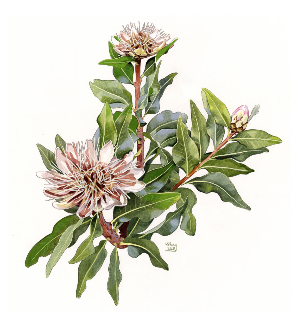 Protea madiensis occidentalis, watercolour and bodycolour on paper