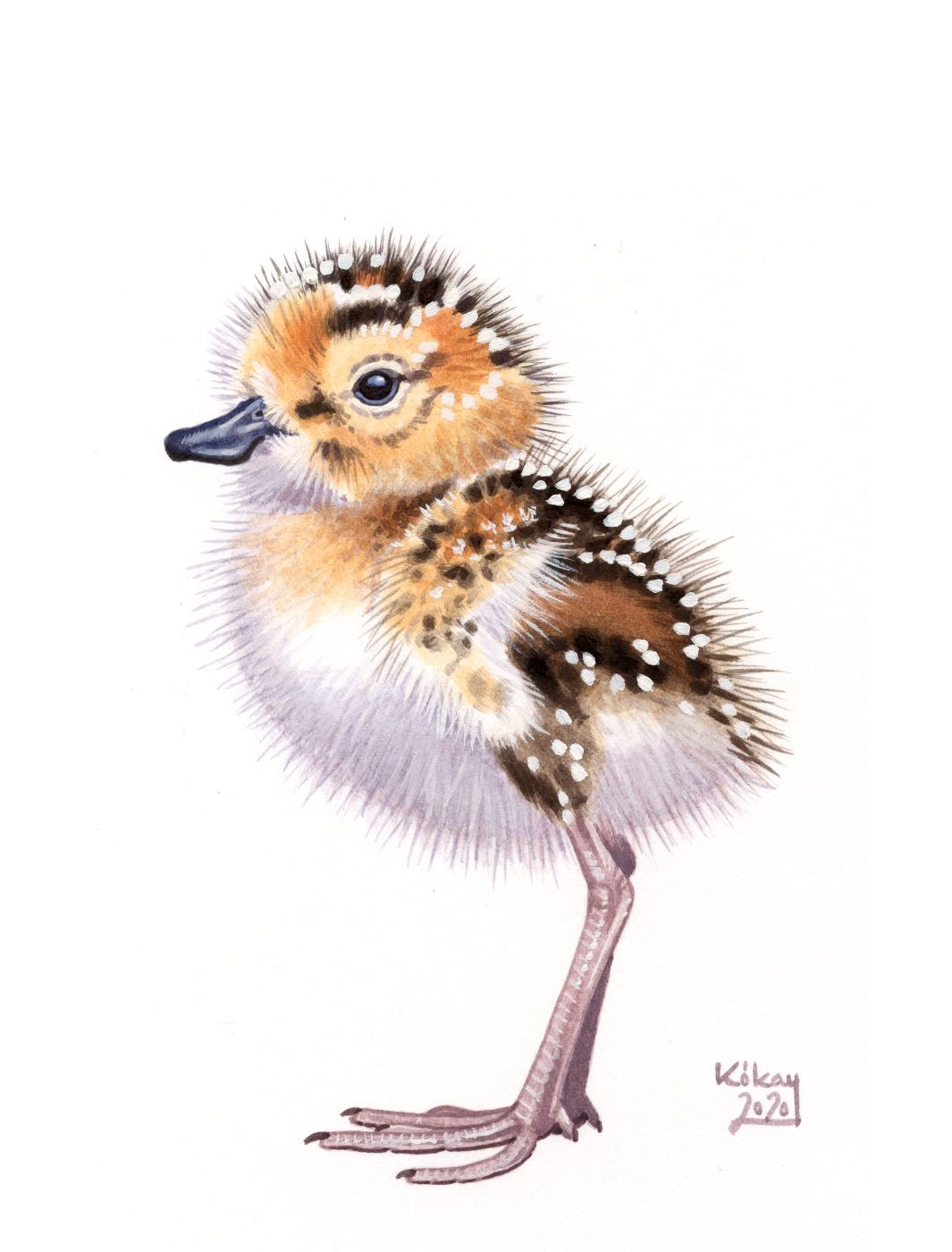 Spoon-billed Sandpiper chick (Calidris pygmeus), watercolour and bodycolour on paper