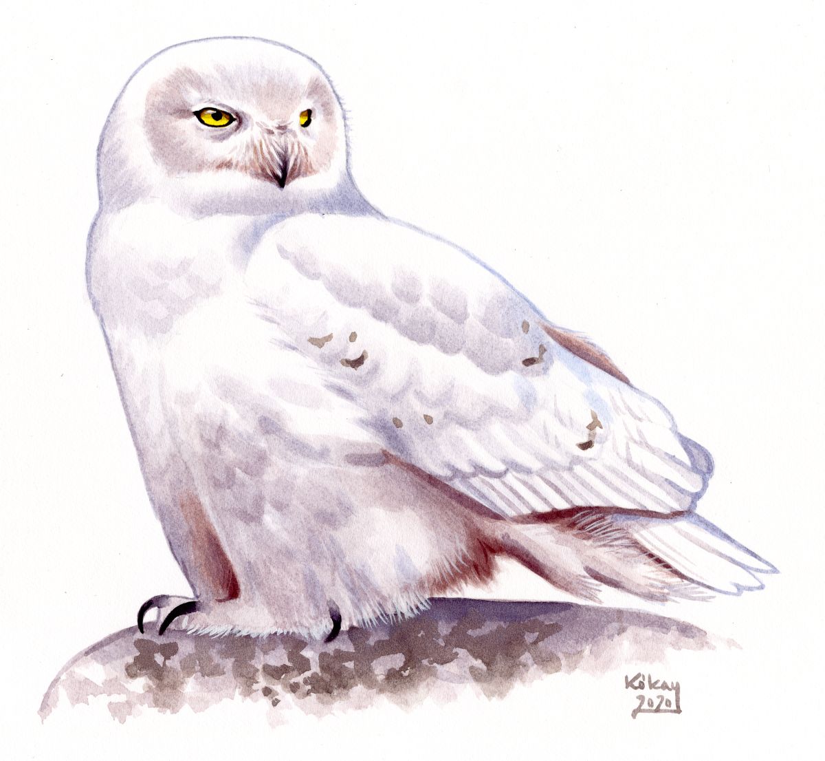 Snowy Owl (Bubo scandiacus), watercolour and bodycolour on paper