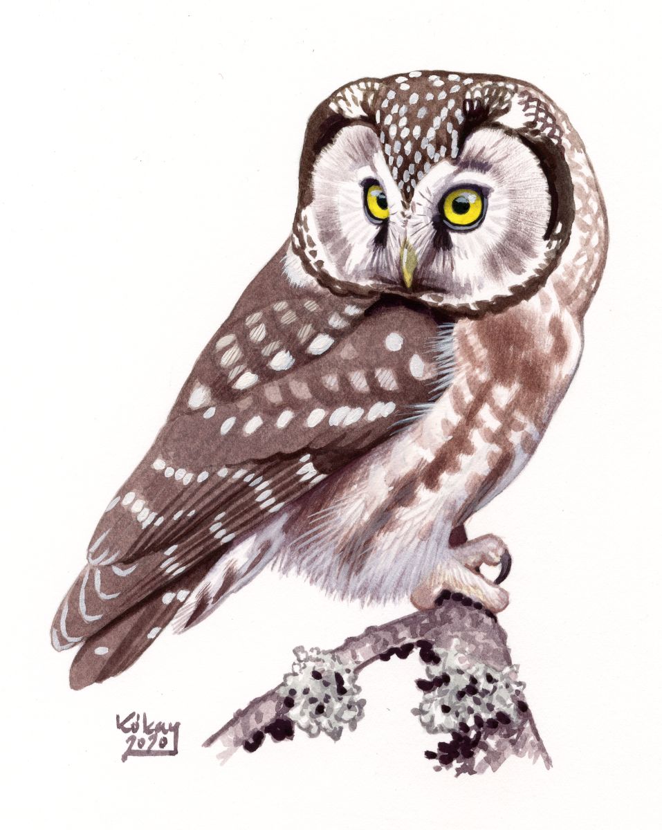 Tengmalm's Owl (Aegolius funereus), watercolour and bodycolour on paper