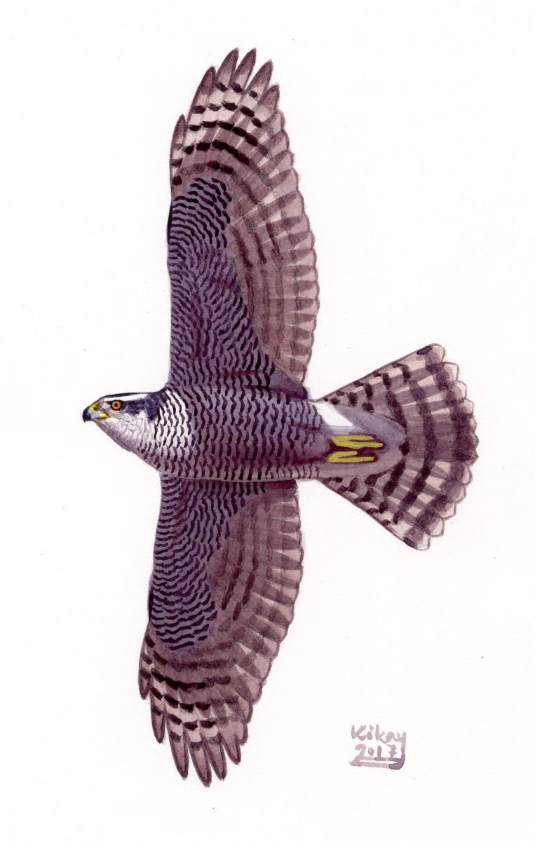Northern Goshawk (Accipiter gentilis), watercolour and bodycolour on paper