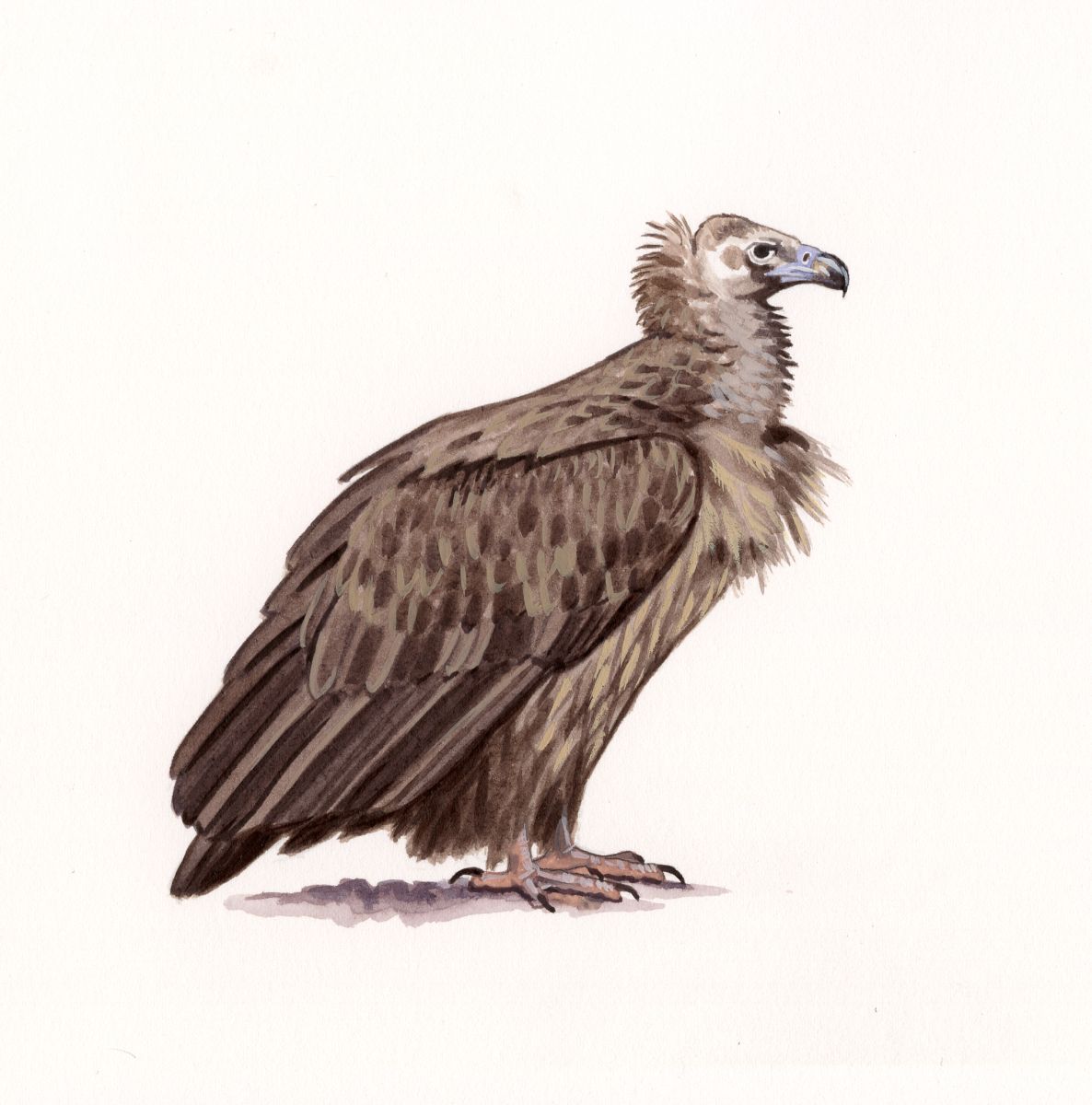 Cinereous Vulture (Aegypius monachus), watercolour and bodycolour on paper