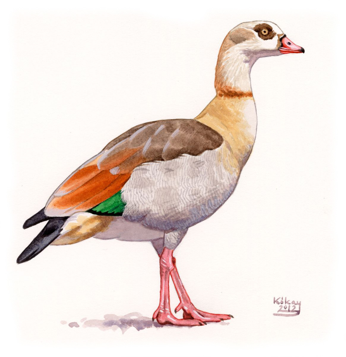 Egyptian Goose (Alopochen aegyptiaca), watercolour and bodycolour on paper
