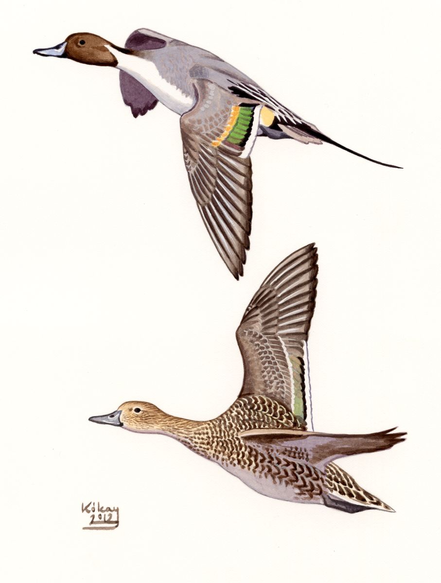 Northern Pintail (Anas acuta), watercolour and bodycolour on paper