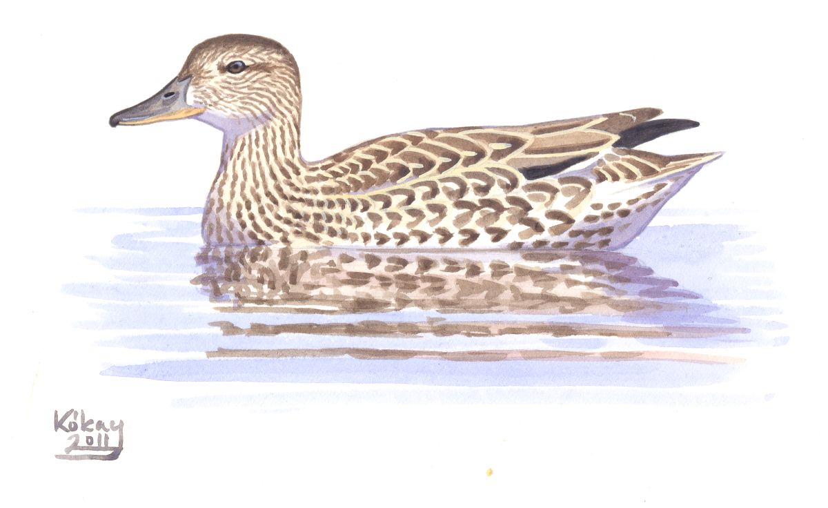Female Common Teal (Anas crecca), watercolour and bodycolour on paper
