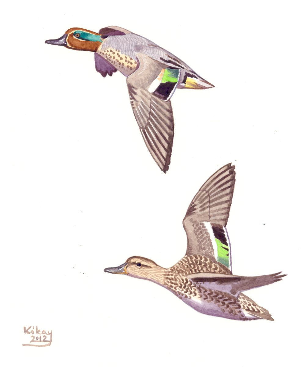 Common Teal (Anas crecca), watercolour and bodycolour on paper