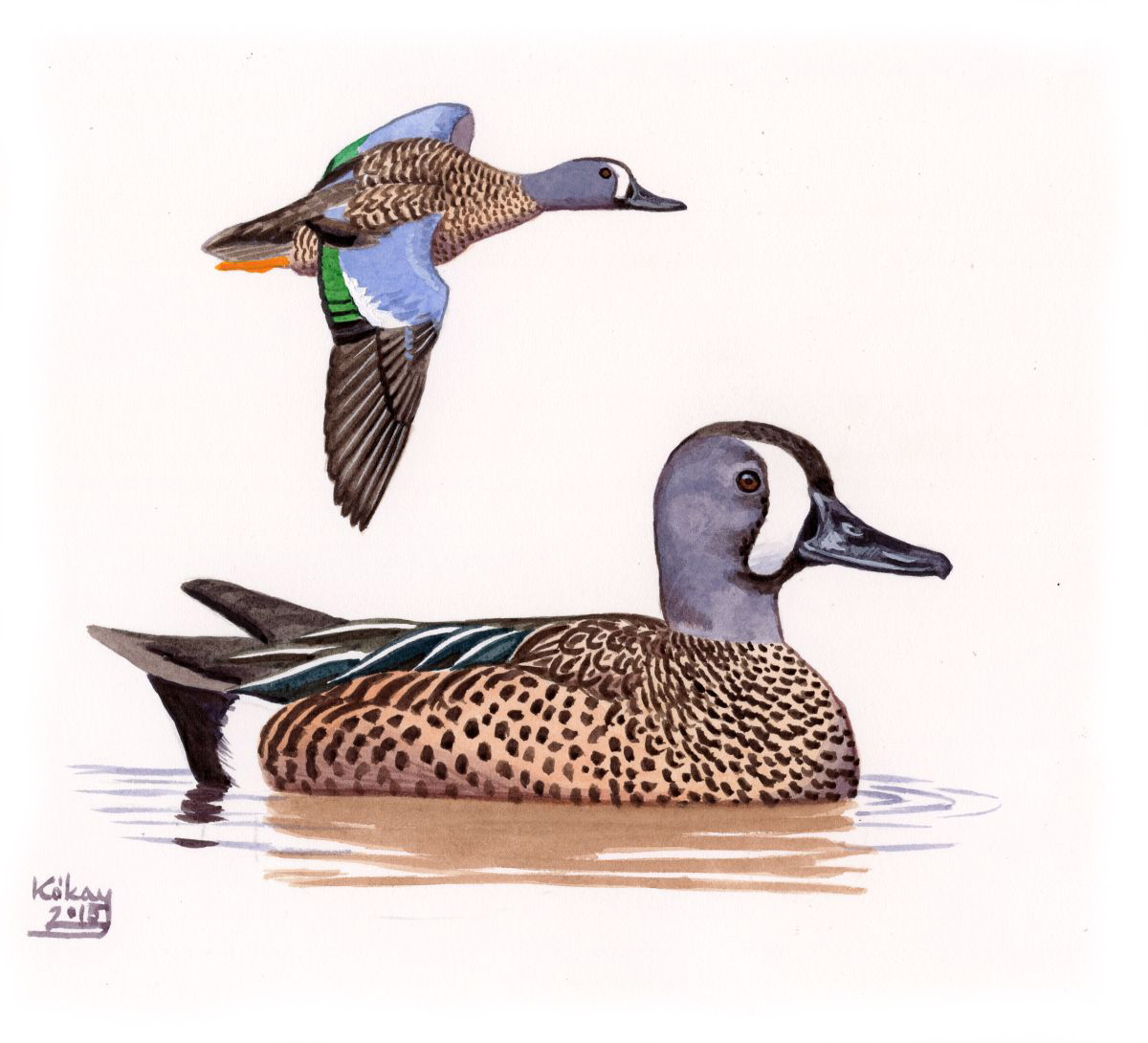 Blue-winged Teal (Anas discors), watercolour and bodycolour on paper