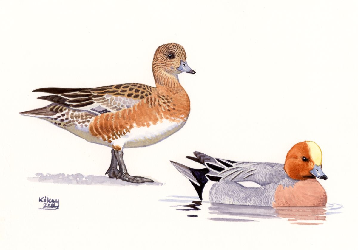 Eurasian Wigeon (Anas penelope), watercolour and bodycolour on paper