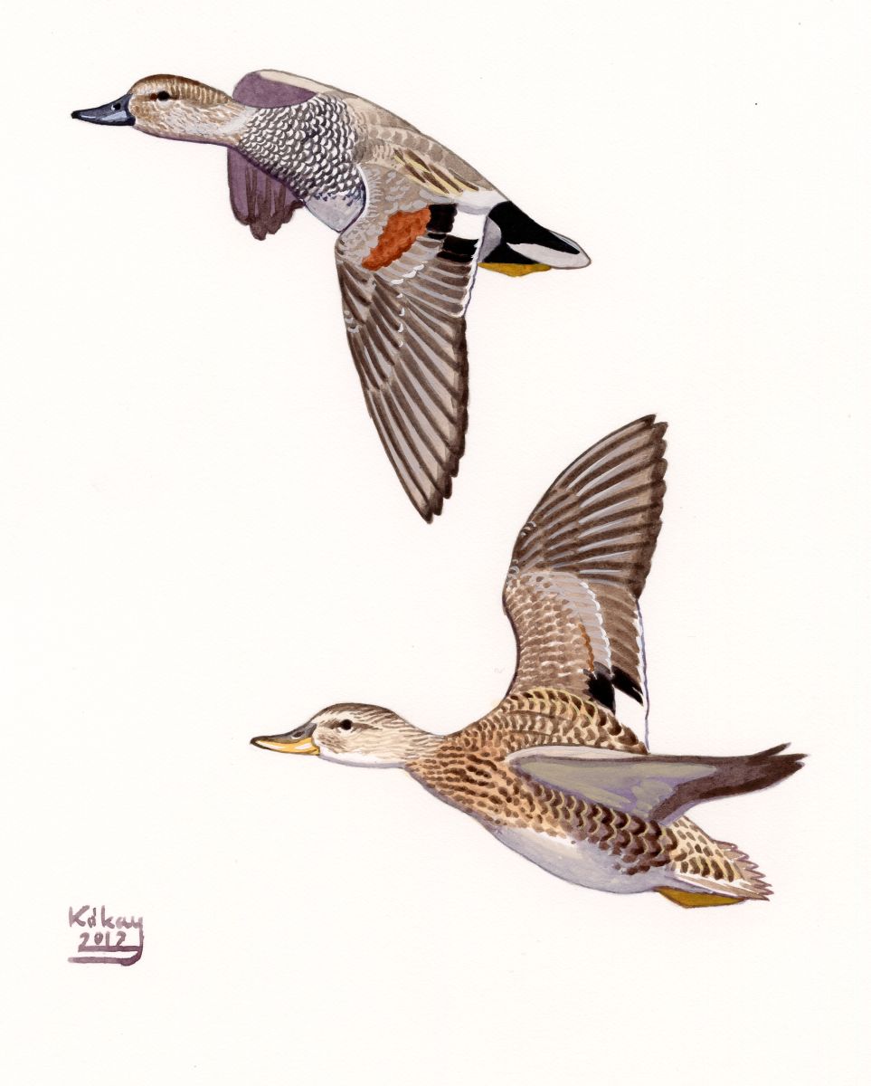 Gadwall (Anas strepera), watercolour and bodycolour on paper