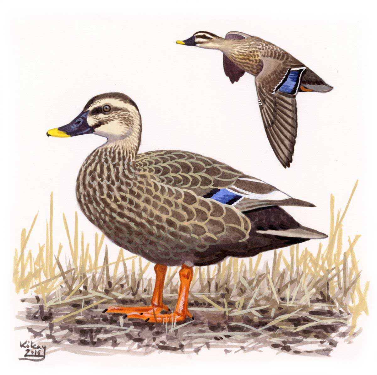 Eastern Spot-billed Duck (Anas zonorhyncha), watercolour and bodycolour on paper