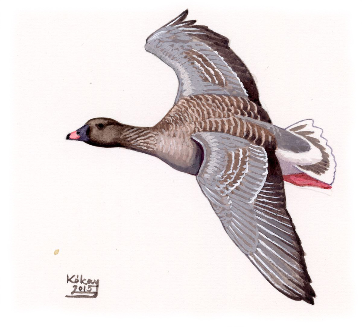 Pink-footed Goose (Anser brachyrhynchus), watercolour and bodycolour on paper