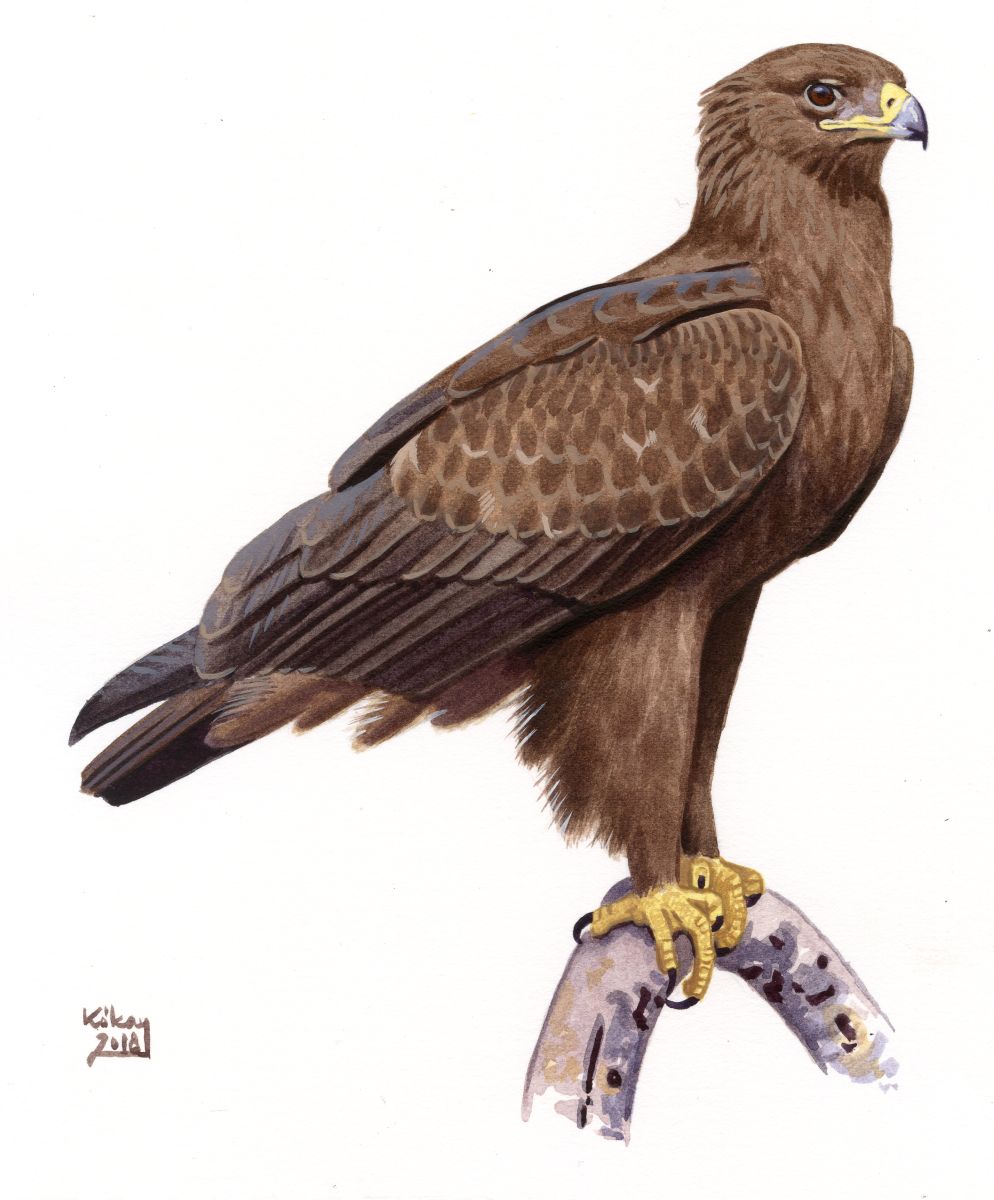 Greater Spotted Eagle (Aquila clanga), watercolour and bodycolour on paper