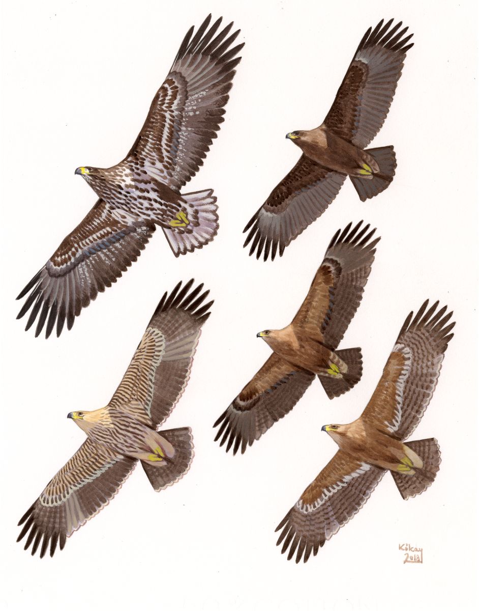 Eagles in flight (Haliaetus, Aquila), watercolour and bodycolour on paper