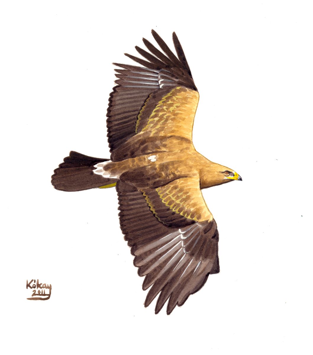 Lesser Spotted Eagle (Aquila pomarina), watercolour and bodycolour on paper
