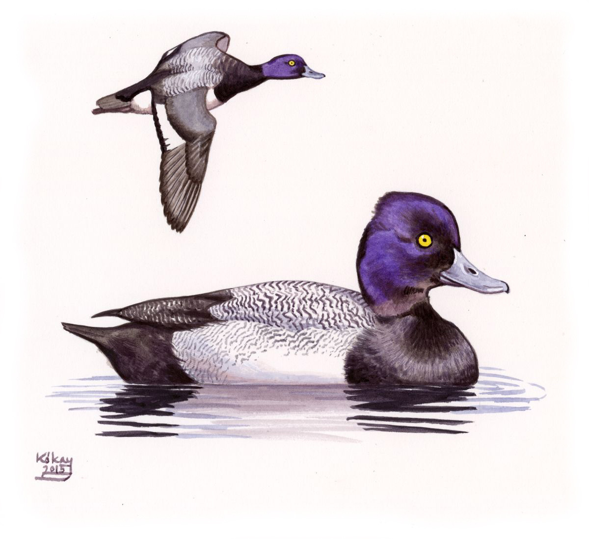 Lesser Scaup (Aythya  affinis), watercolour and bodycolour on paper