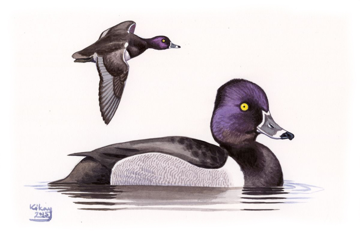 Ring-necked Duck (Aythya collaris), watercolour and bodycolour on paper