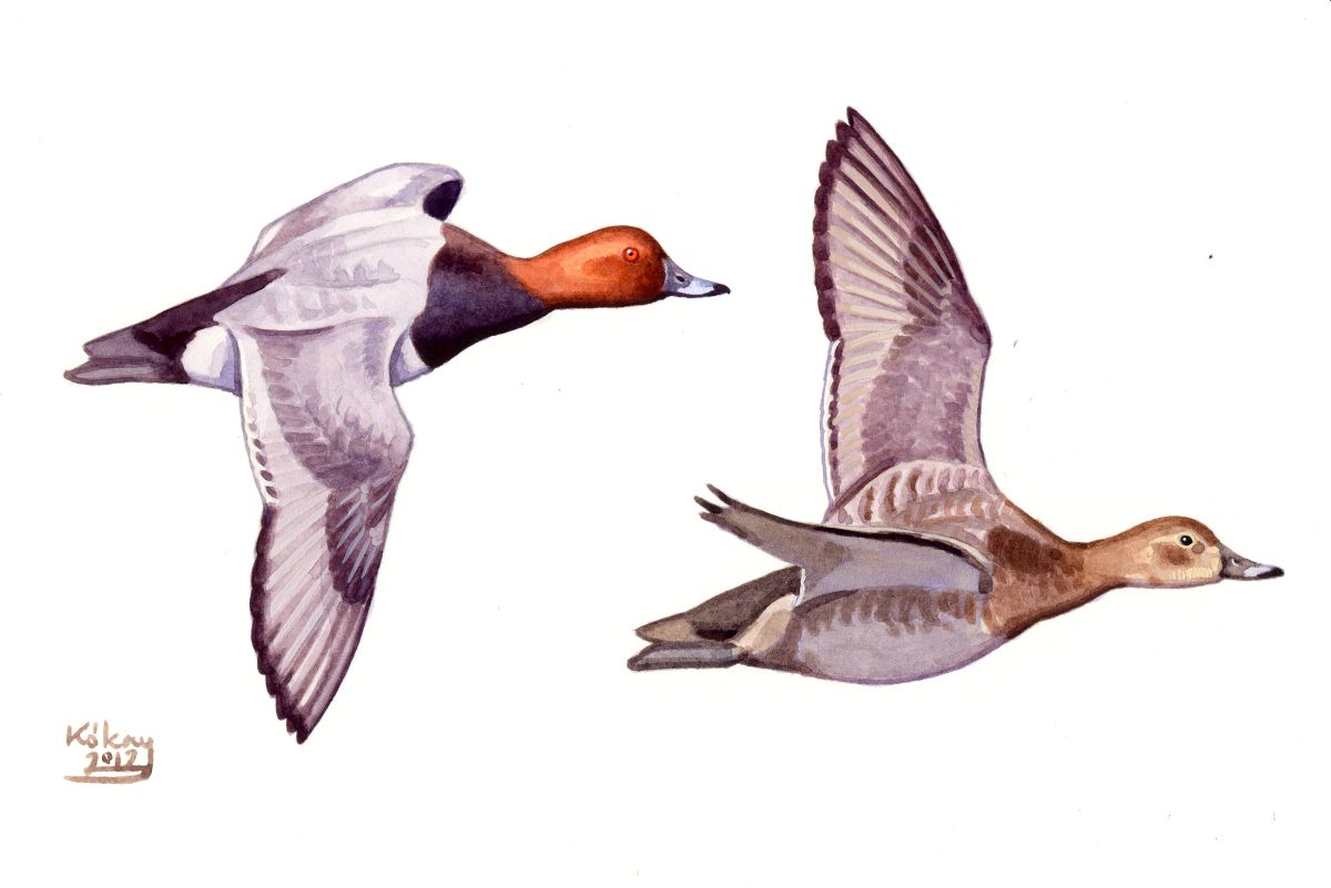 Common Pochard (Aythya ferina), watercolour and bodycolour on paper