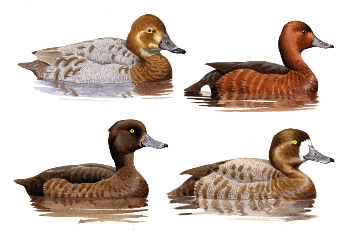 Female diving ducks (Aythya ferina, nyroca, fuligula, marila), watercolour and bodycolour on paper