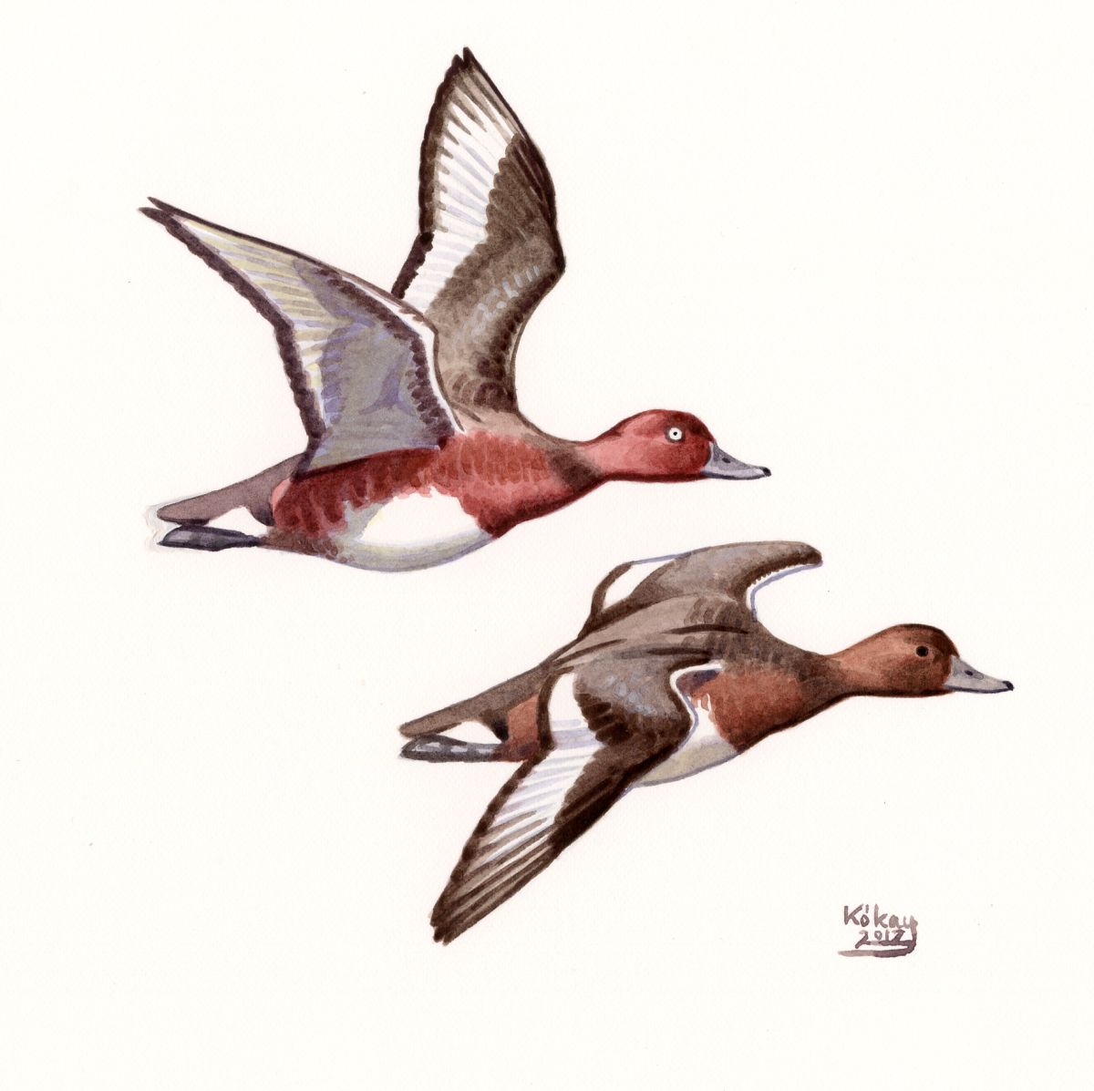 Ferruginous Duck (Aythya nyroca), watercolour and bodycolour on paper