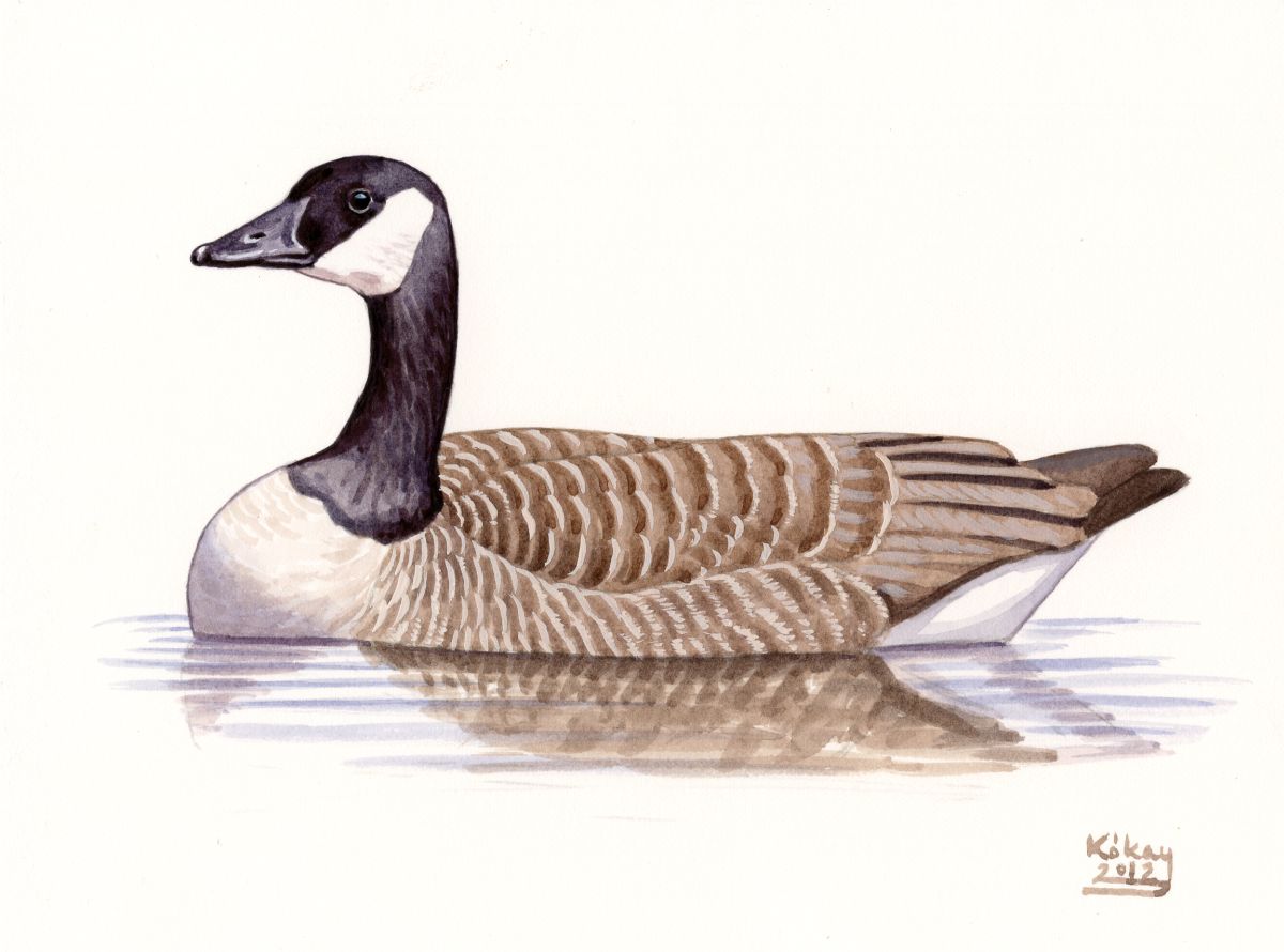 Canada Goose (Branta canadensis), watercolour and bodycolour on paper