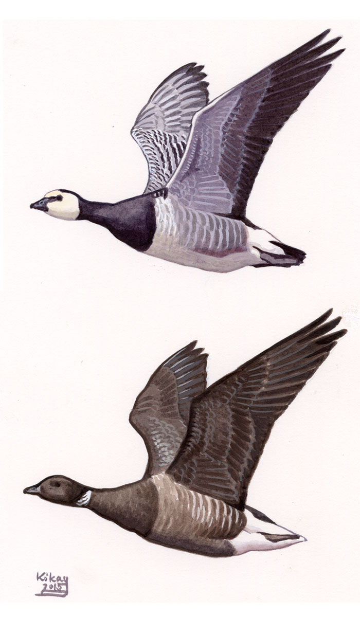 Barnacle and Brent Goose (Branta leucopsis, bernicla), watercolour and bodycolour on paper