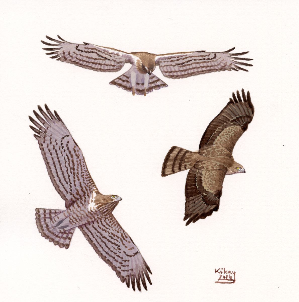 Short-toed Eagle (Circaetus gallicus), watercolour and bodycolour on paper