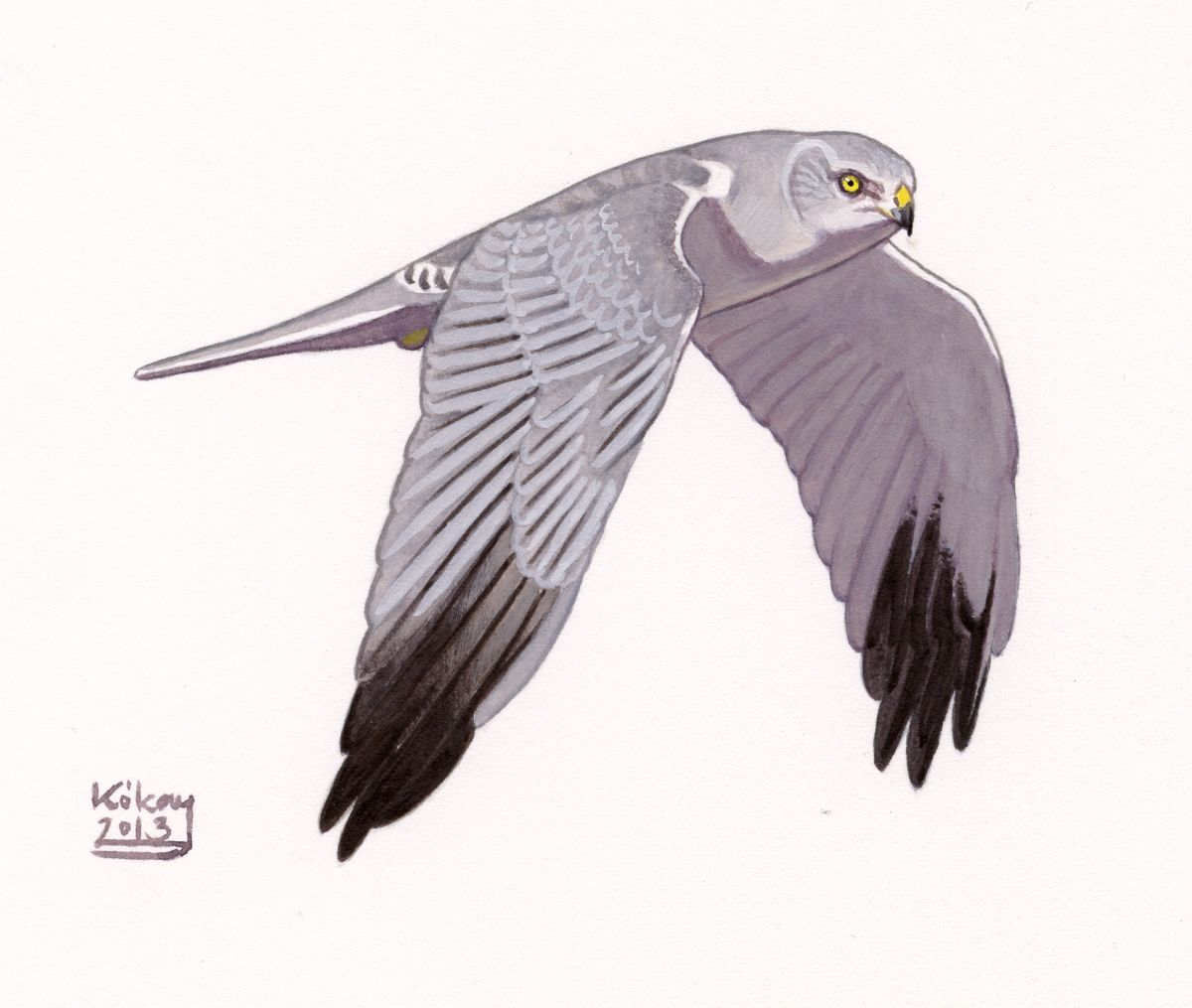 Pallid Harrier (Circus macrourus), watercolour and bodycolour on paper