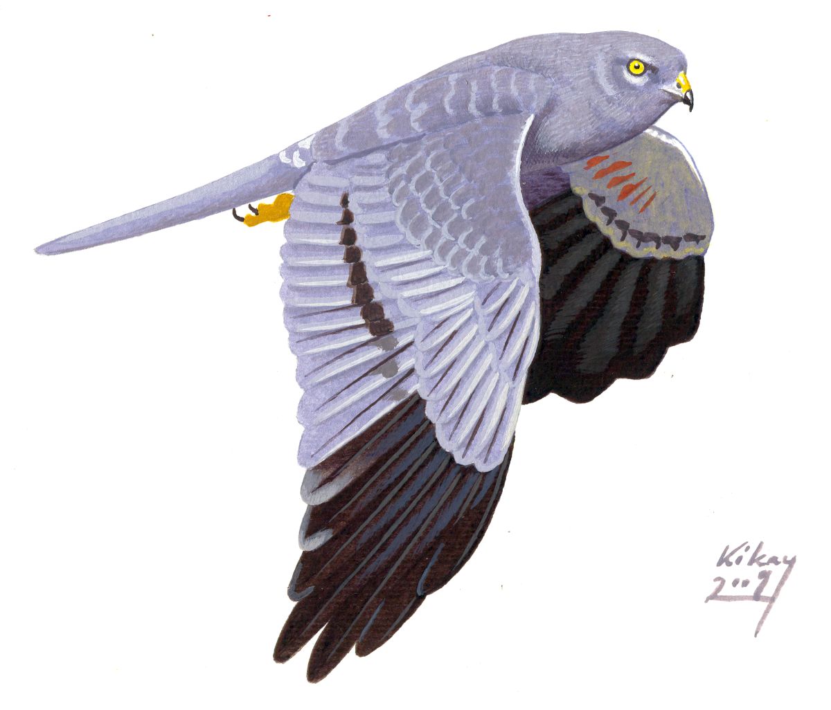 Montagu's Harrier (Circus pygargus), watercolour and bodycolour on paper