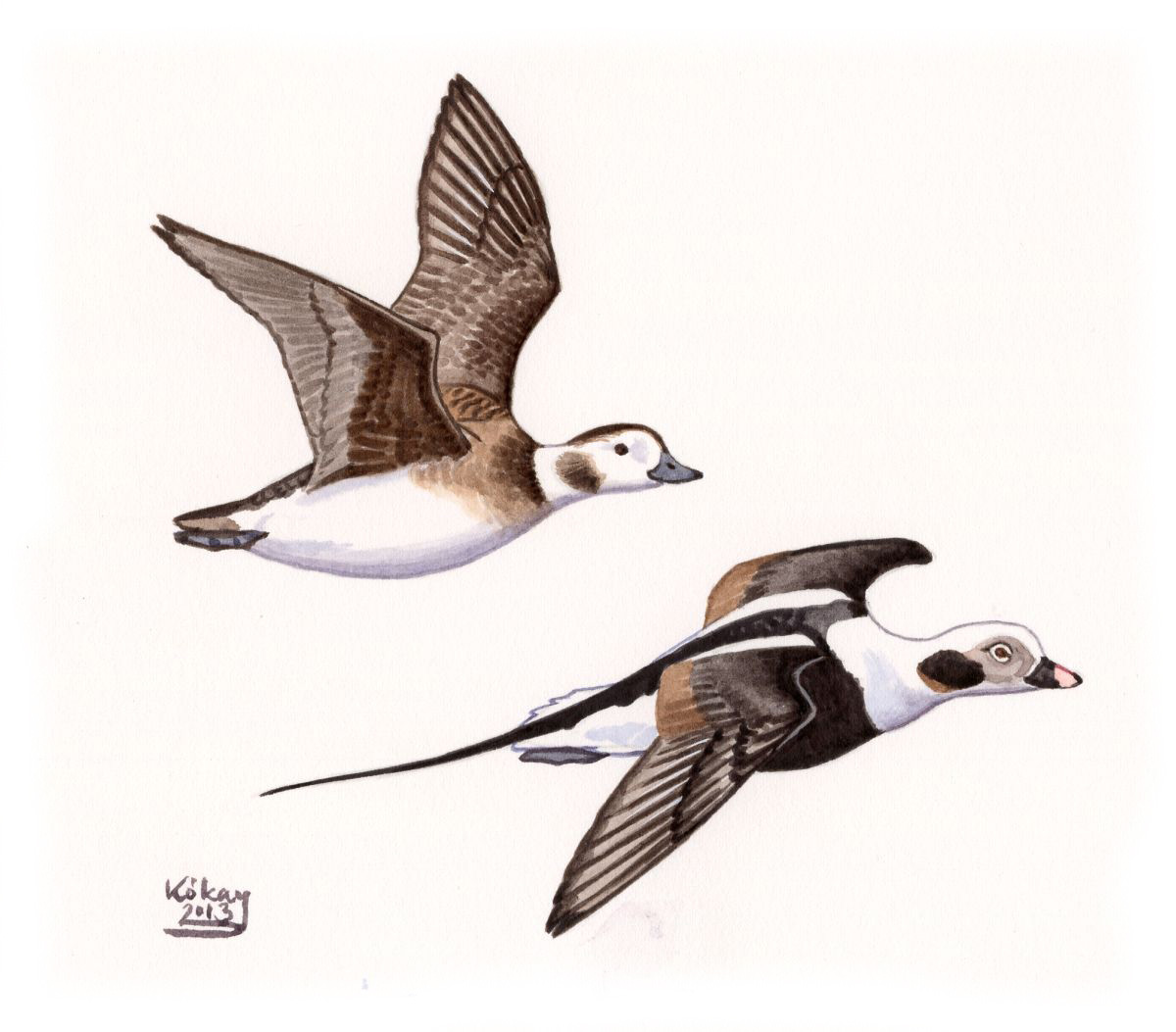 Long-tailed Duck (Clangula hyemalis), watercolour and bodycolour on paper