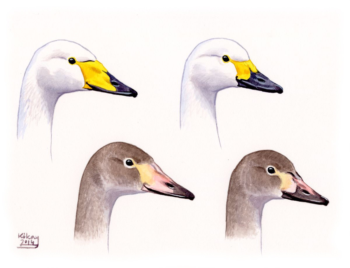 Whooper and Bewick's Swan (Cygnus cygnus, columbianus), watercolour and bodycolour on paper