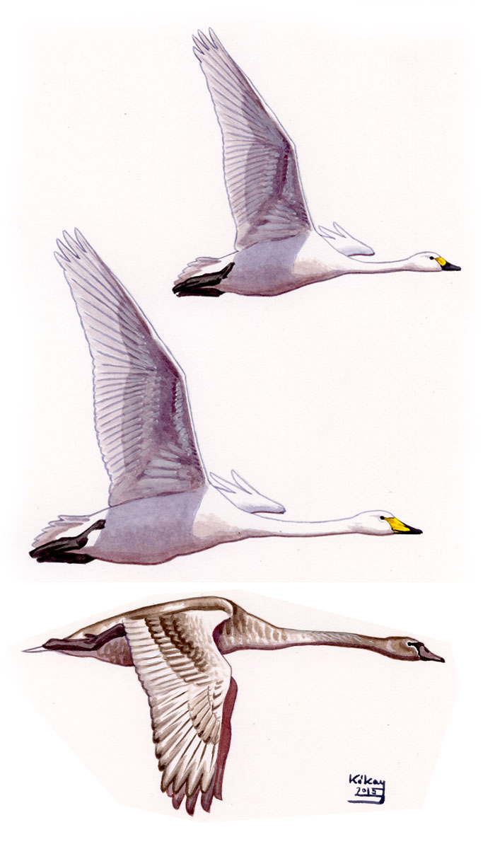Bewick's, Whooper and Mute Swan (Cygnus columbianus, cygnus, olor), watercolour and bodycolour on paper