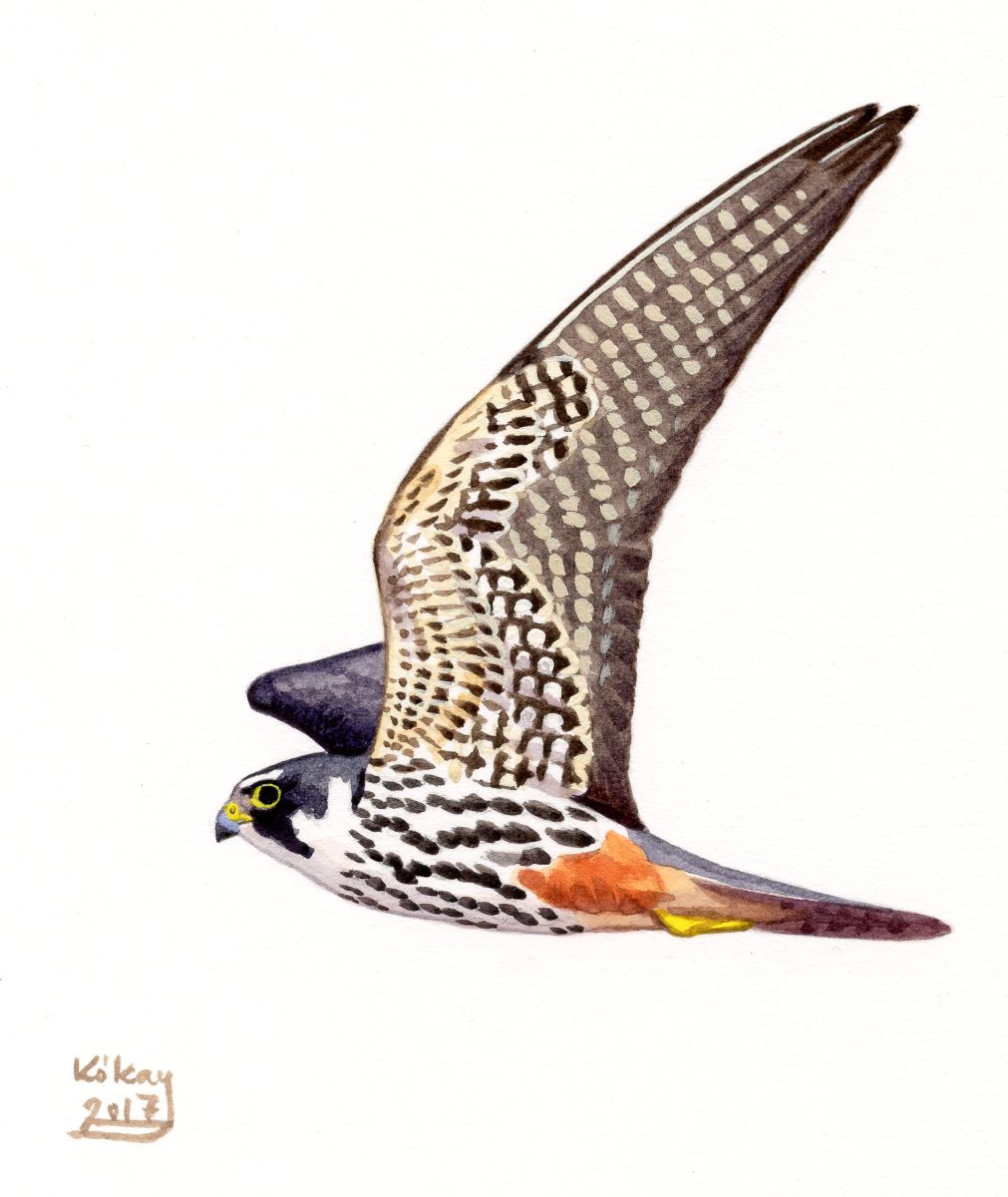 Kabasólyom (Falco subbuteo), akvarell és gouache papíron