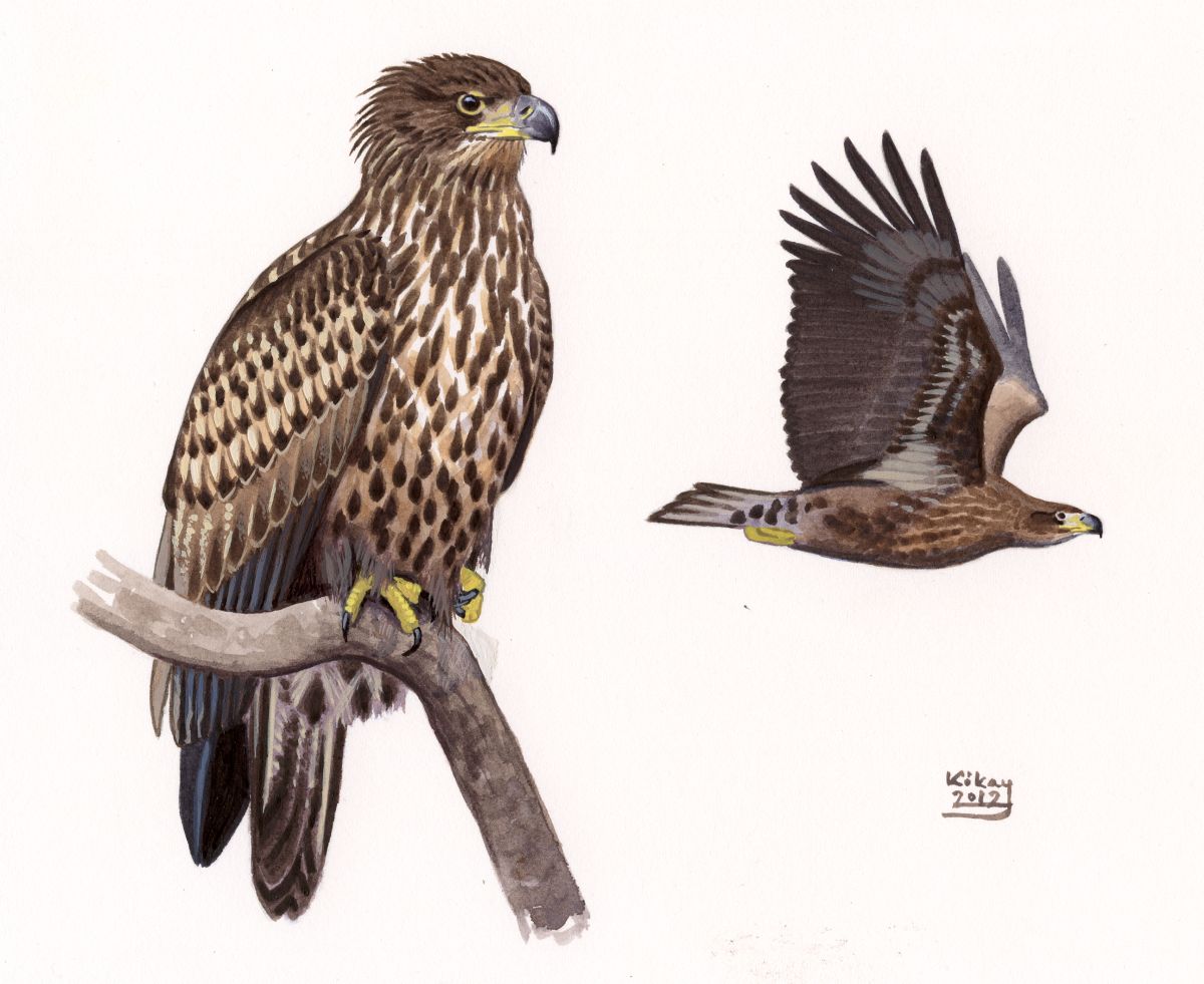 Juvenile White-tailed Eagle (Haliaetus albicilla), watercolour and bodycolour on paper