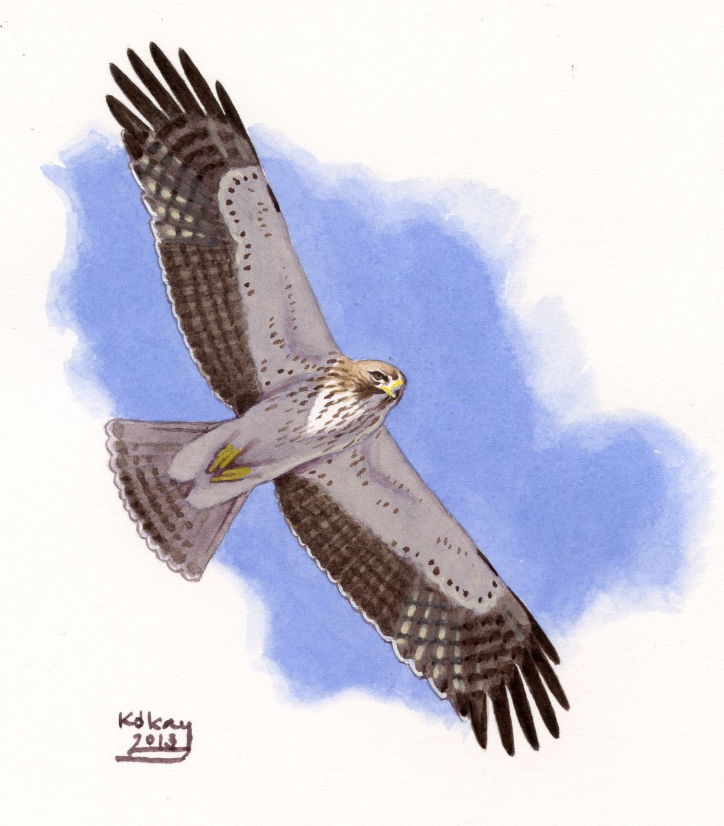Booted Eagle (Hieraetus pennatus), watercolour and bodycolour on paper