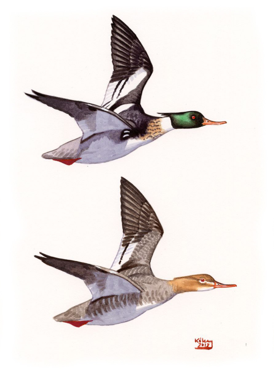 Red-breasted Merganser (Mergus serrator), watercolour and bodycolour on paper
