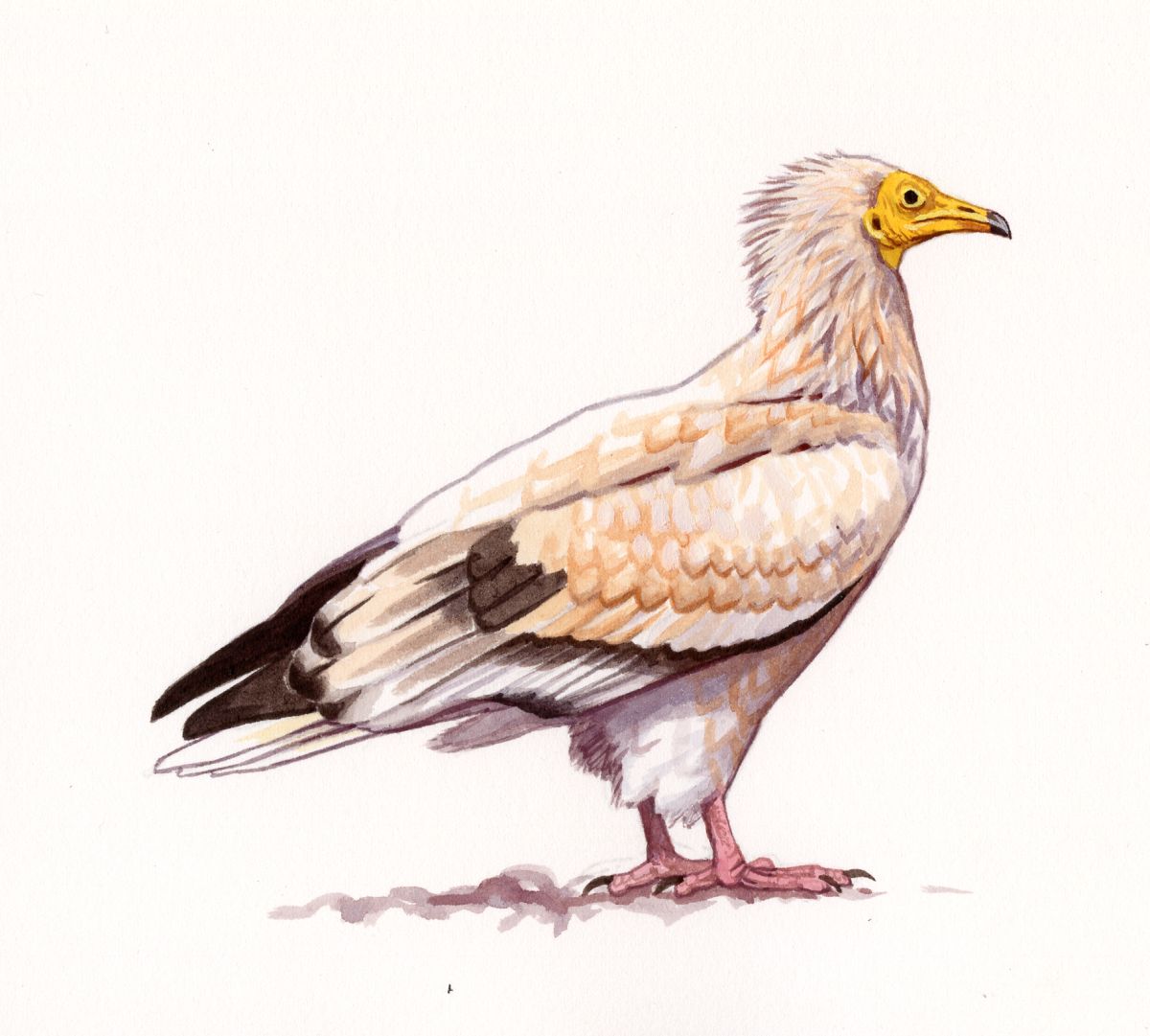 Egyptian Vulture (Neophron percnopterus), watercolour and bodycolour on paper