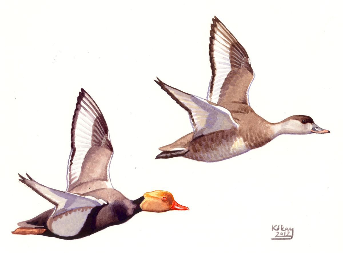 Red-crested Pochard (Netta rufina), watercolour and bodycolour on paper