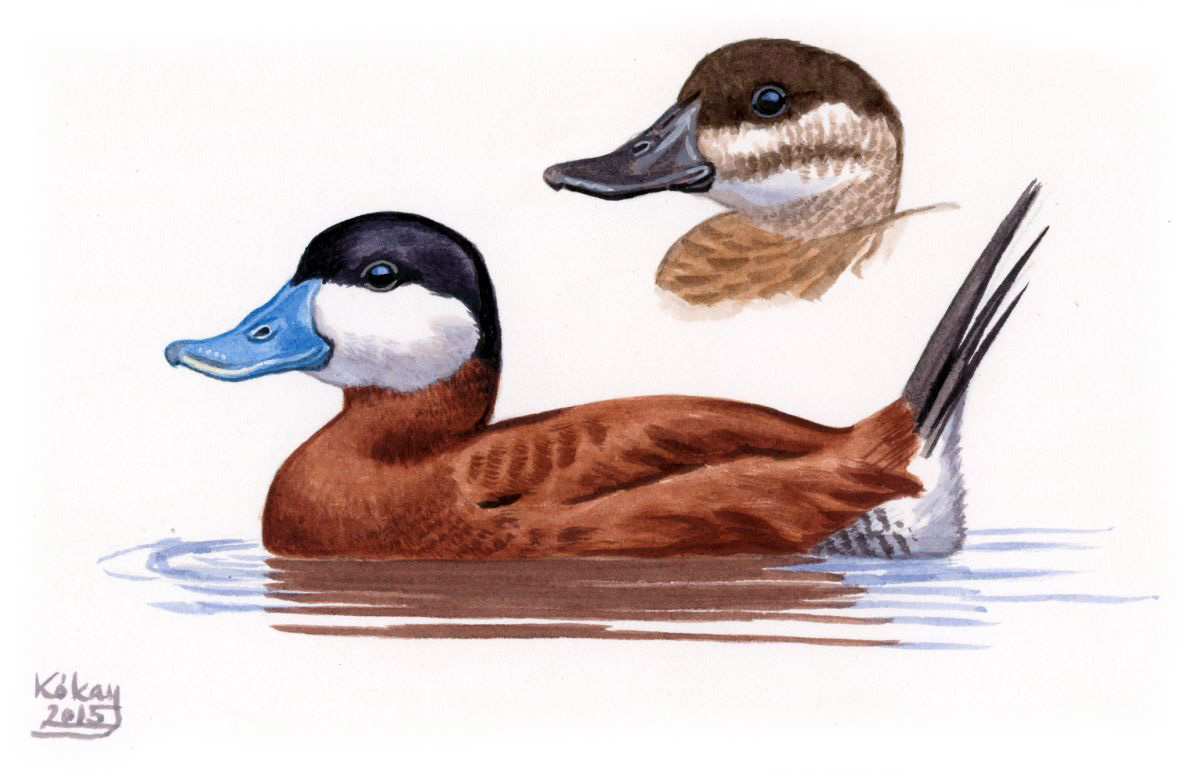 Ruddy Duck (Oxyura jamaicensis), watercolour and bodycolour on paper