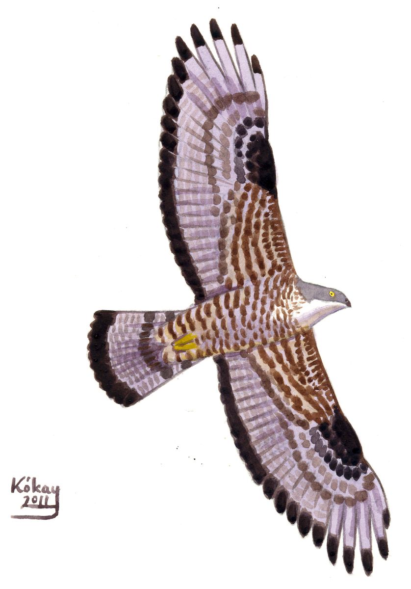 Honey Buzzard (Pernis apivorus), watercolour and bodycolour on paper