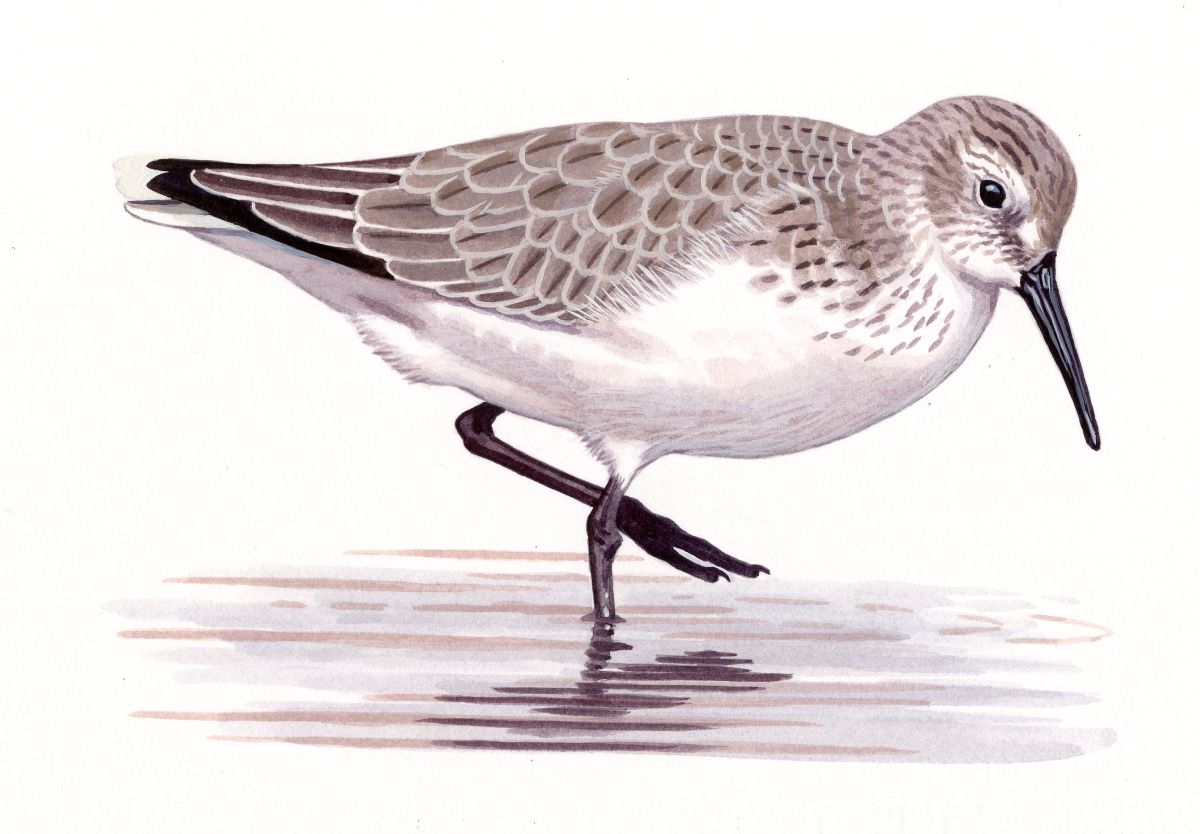 Dunlin (Calidris alpina), watercolour and bodycolour on paper