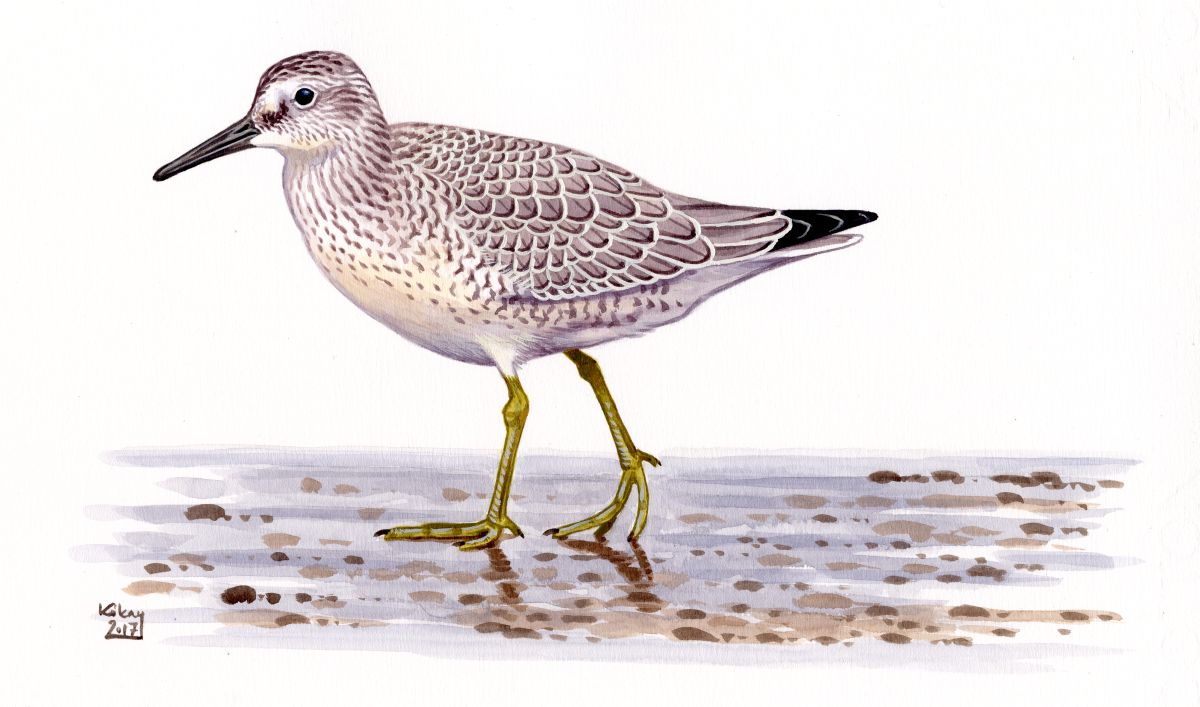 Juvenile Red Knot (Calidris canutus), watercolour and bodycolour on paper