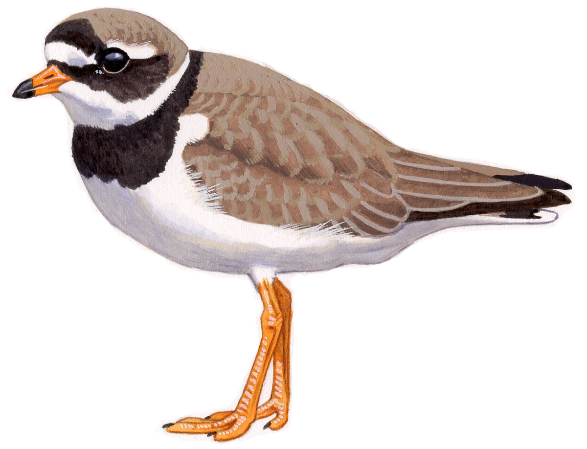Common Ringed Plover (Charadrius hiaticula), watercolour and bodycolour on paper